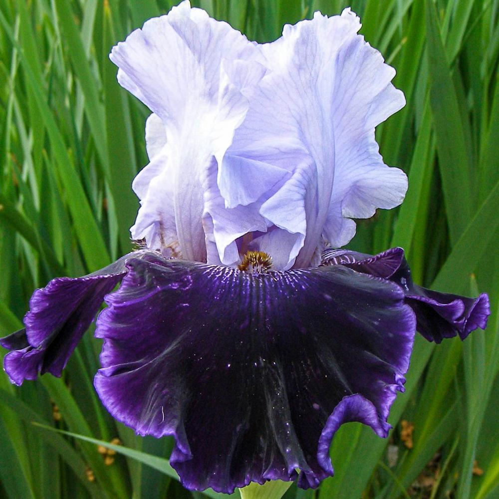 Iris germanica Blue White